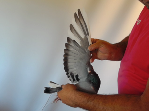 Pigeon image