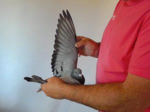 Pigeon image