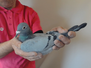Pigeon image