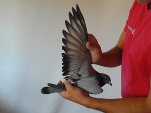 Pigeon image