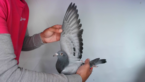 Pigeon image
