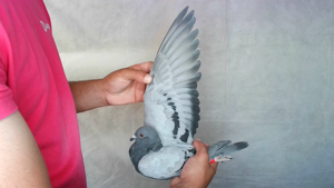 Pigeon image