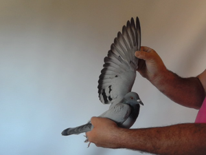 Pigeon image