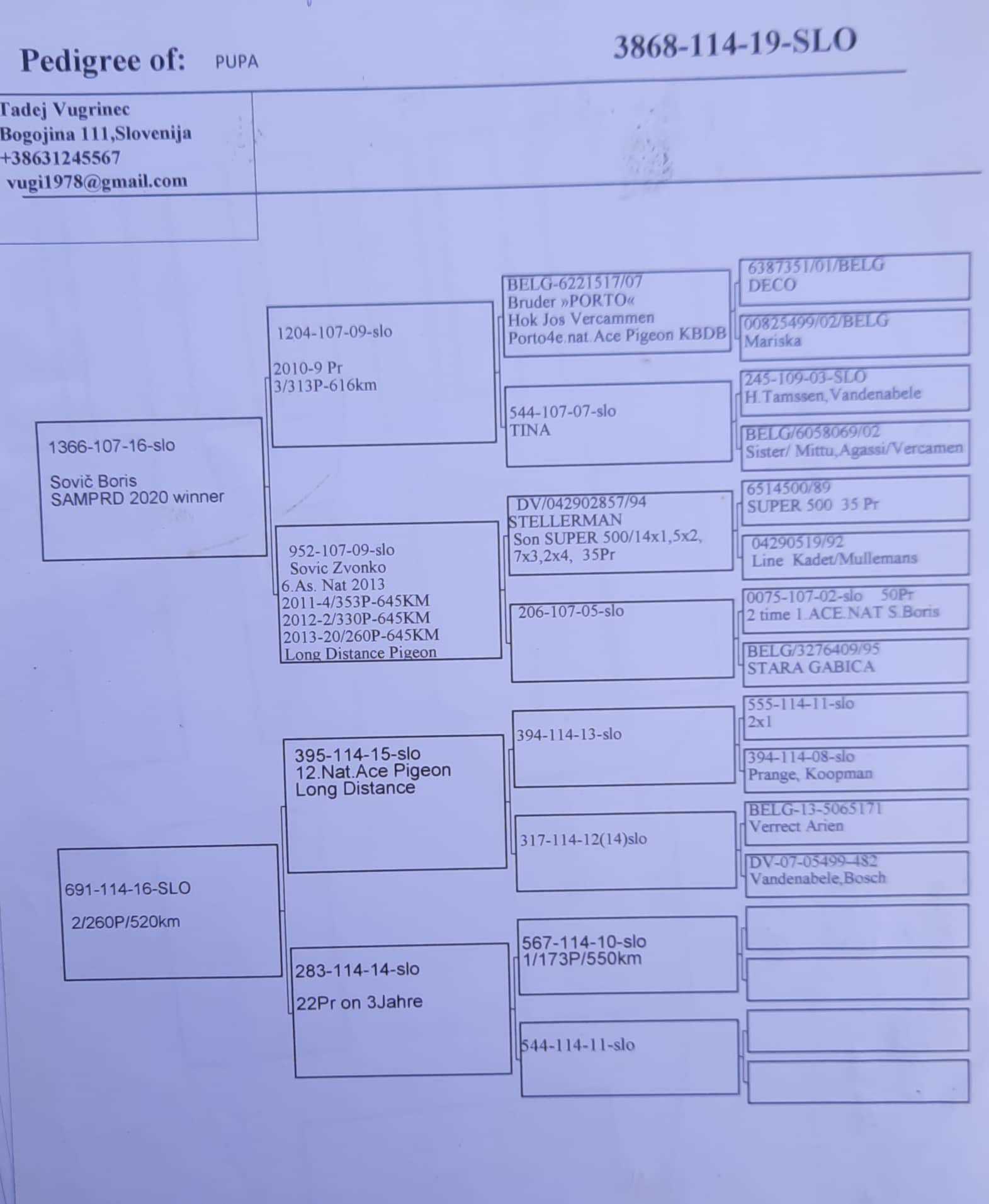 Pigeon pedigree image