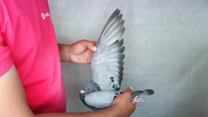 Pigeon image