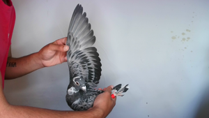 Pigeon image