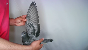 Pigeon image