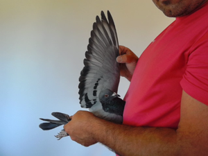 Pigeon image