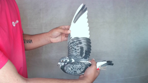 Pigeon image