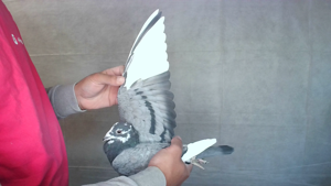 Pigeon image