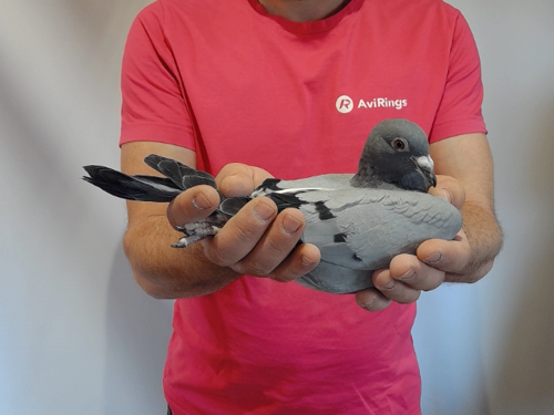 Pigeon image