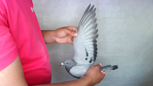 Pigeon image