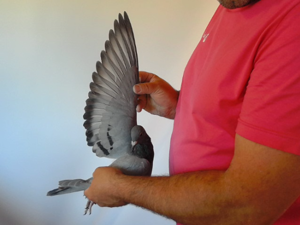 Pigeon image