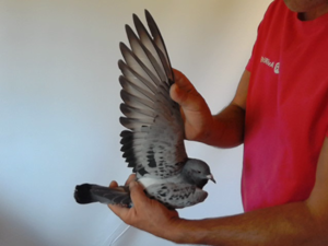 Pigeon image