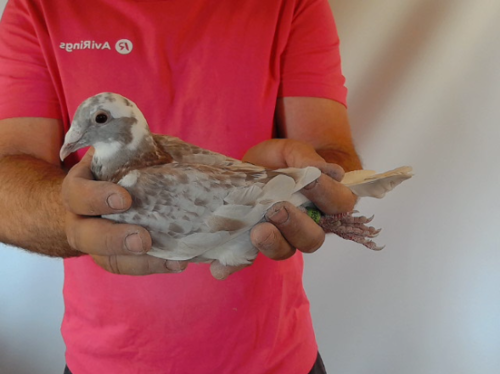 Pigeon image