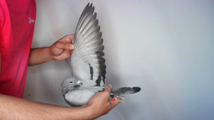Pigeon image
