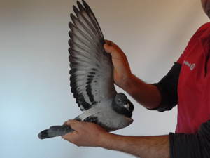 Pigeon image