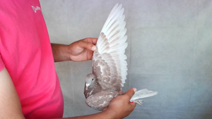 Pigeon image