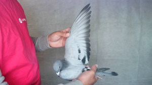 Pigeon image