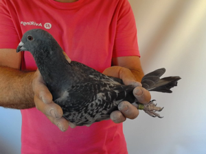 Pigeon image