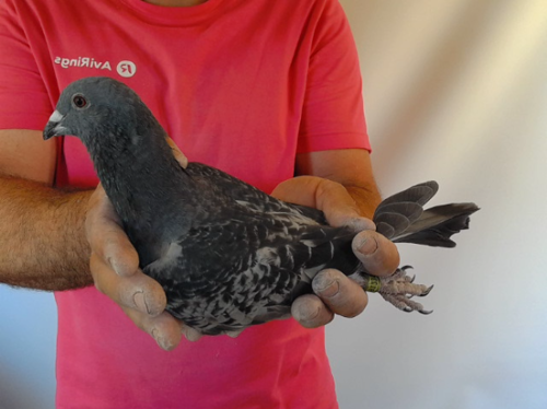 Pigeon image