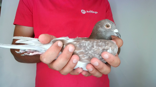 Pigeon image