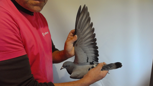 Pigeon image