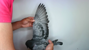 Pigeon image
