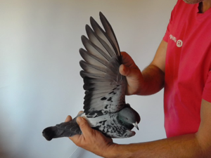 Pigeon image
