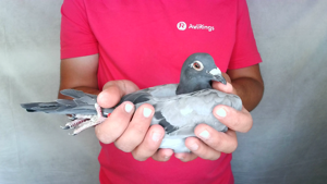 Pigeon image