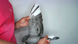 Pigeon image