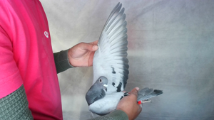 Pigeon image