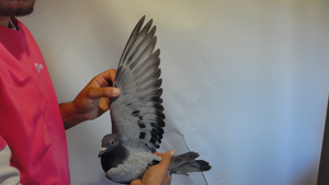 Pigeon image