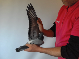 Pigeon image