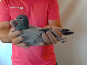 Pigeon image