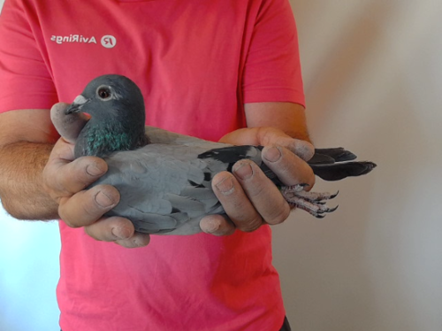 Pigeon image