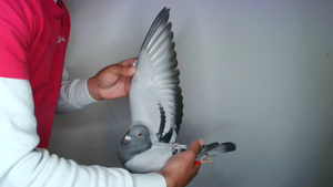 Pigeon image