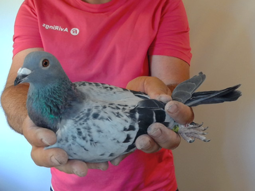 Pigeon image