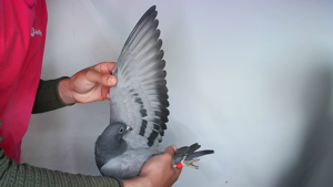 Pigeon image