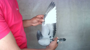 Pigeon image
