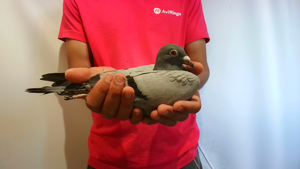 Pigeon image