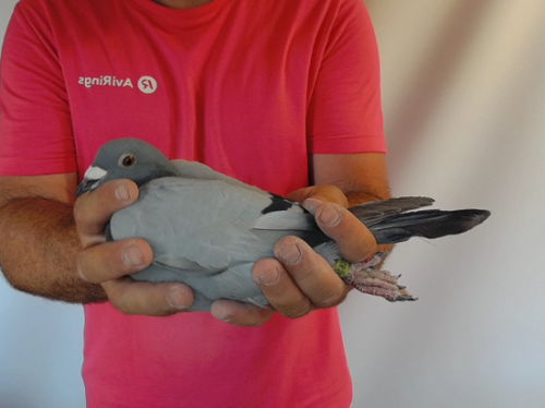 Pigeon image