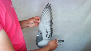 Pigeon image