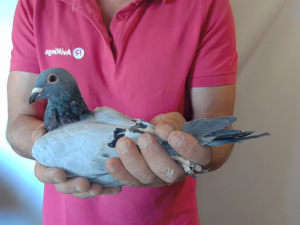 Pigeon image