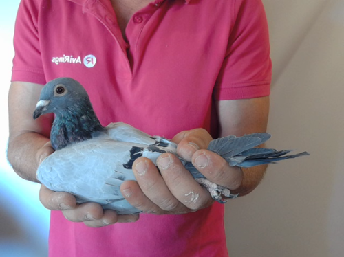 Pigeon image
