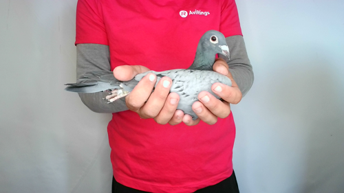 Pigeon image
