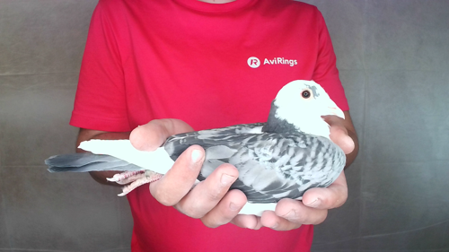 Pigeon image