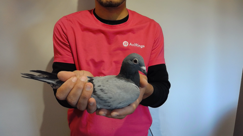 Pigeon image