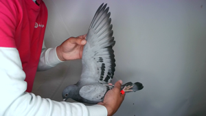 Pigeon image
