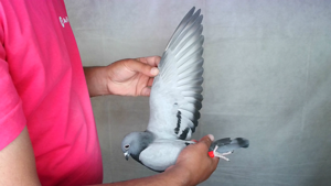 Pigeon image
